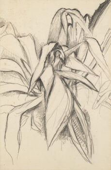 Etude d'agave